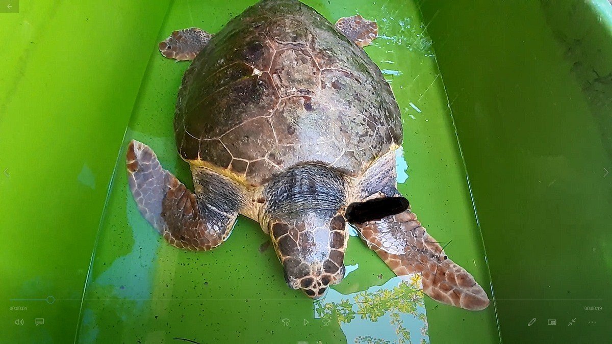 Caniler tarafından silahla vurulmuştu! Caretta Caretta’nın ilk tedavisi Kuşadası’nda yapıldı