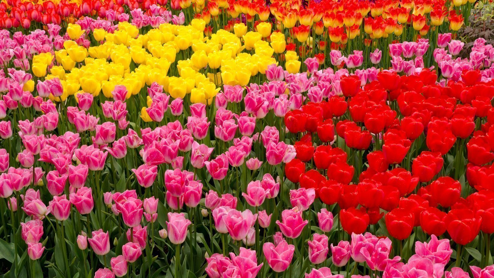 1582442924223-cicek Anneler Günü alınacak hediyeler 2021