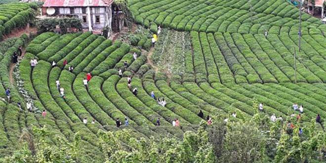 ‘Çay tarlasına giden vatandaşlara ceza yazılıyor’ iddiası ‘Çay tarlasına giden vatandaşlara ceza yazılıyor’ iddiası