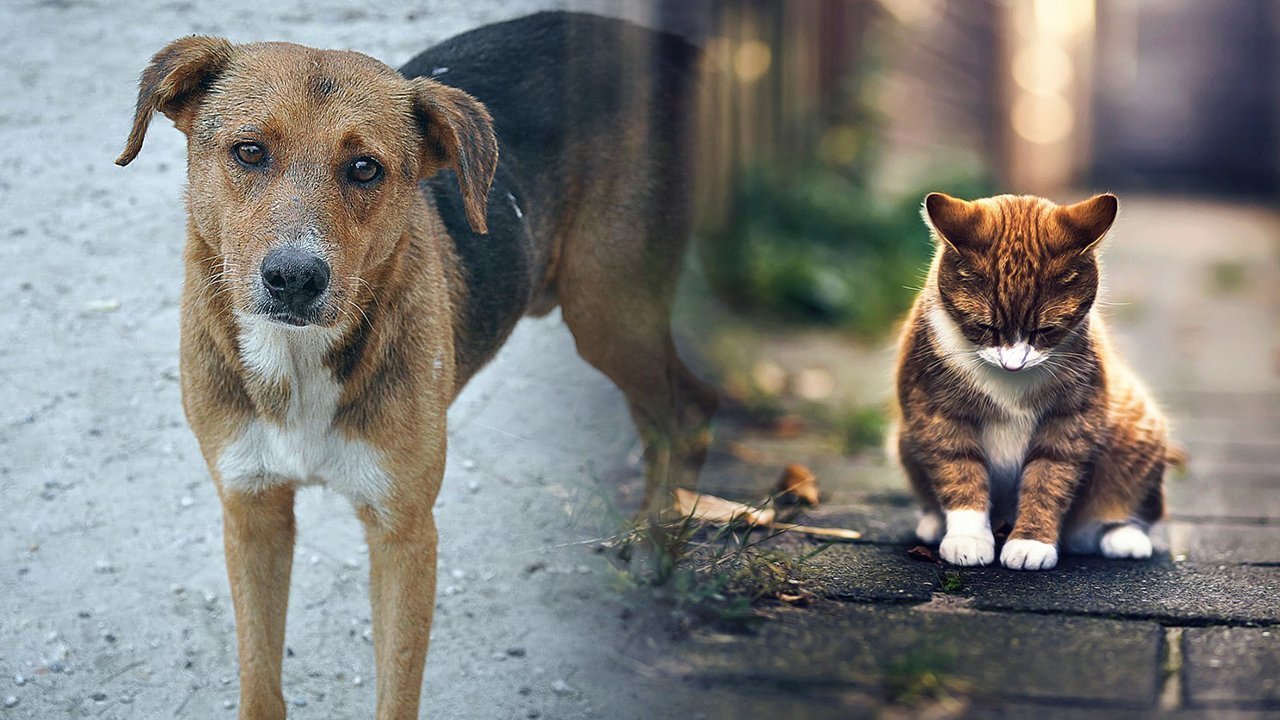 İnsanlardan yardım bekliyorlar! Tam kapanmada sokak hayvanları aç kaldı