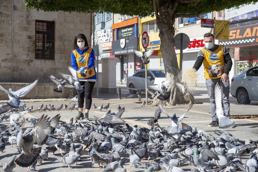 İnsanlardan yardım bekliyorlar! Tam kapanmada sokak hayvanları aç kaldı