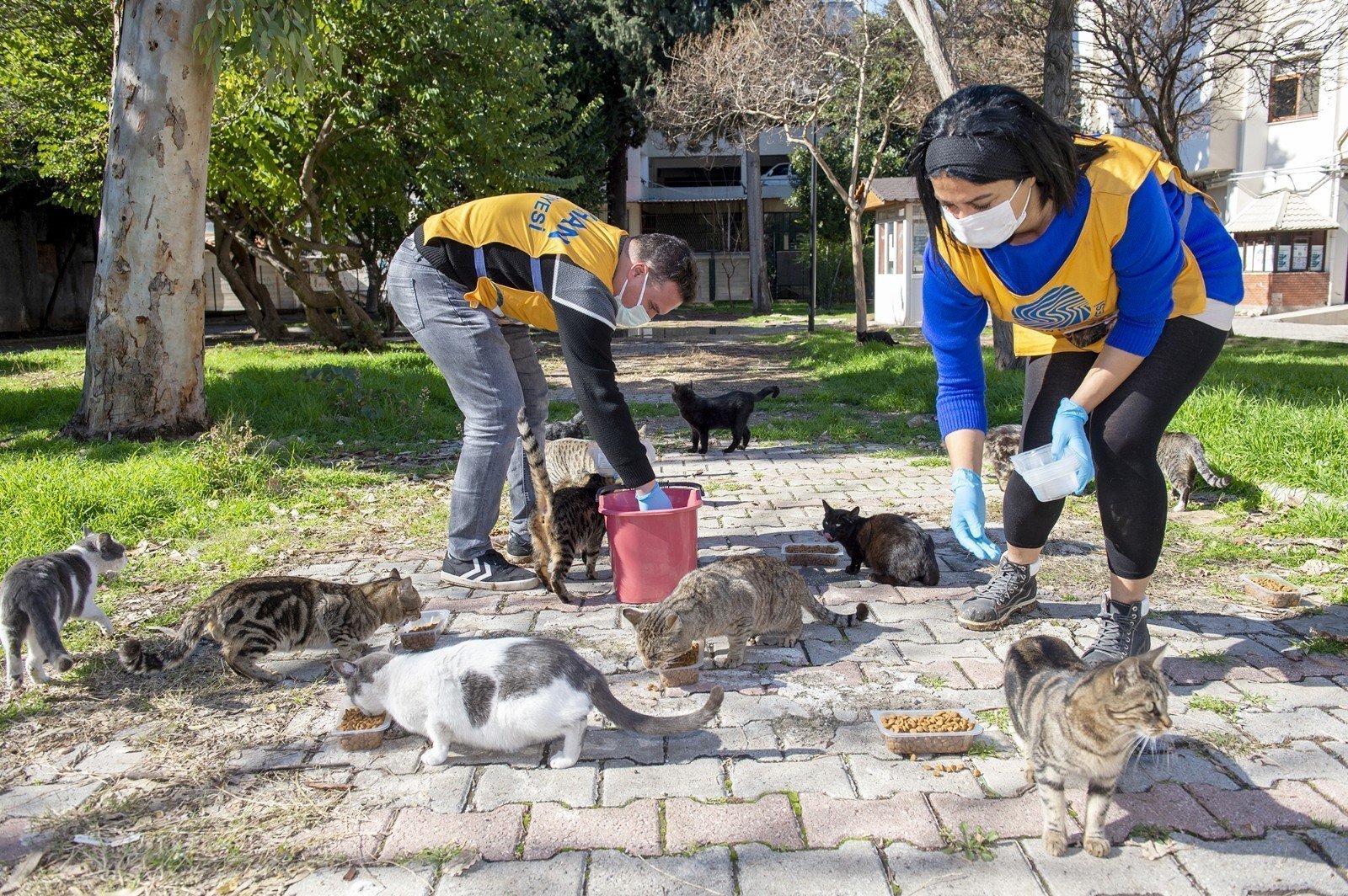 İnsanlardan yardım bekliyorlar! Tam kapanmada sokak hayvanları aç kaldı