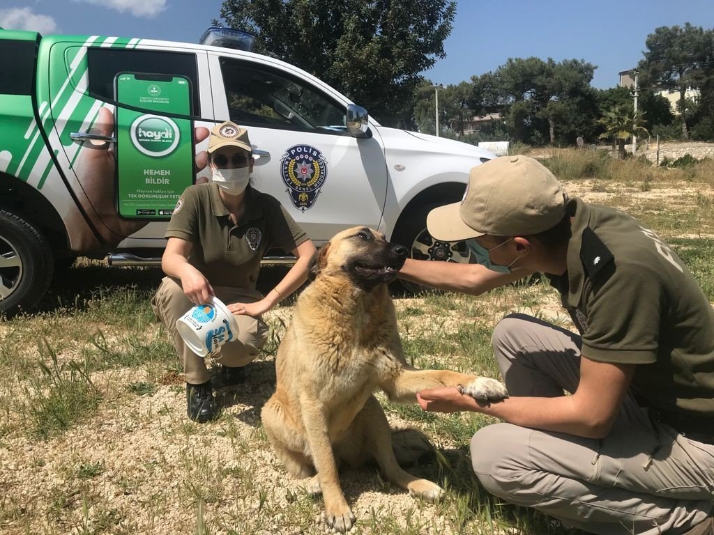 İnsanlardan yardım bekliyorlar! Tam kapanmada sokak hayvanları aç kaldı