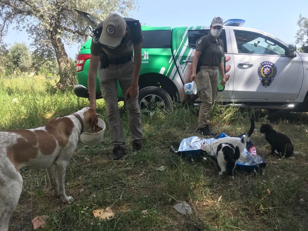 İnsanlardan yardım bekliyorlar! Tam kapanmada sokak hayvanları aç kaldı