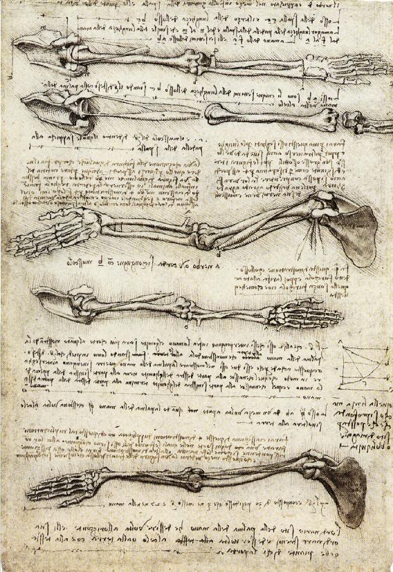 studies-of-the-arm-showing-the-movements-made-by-the-biceps Leonardo da Vinci kimdir?